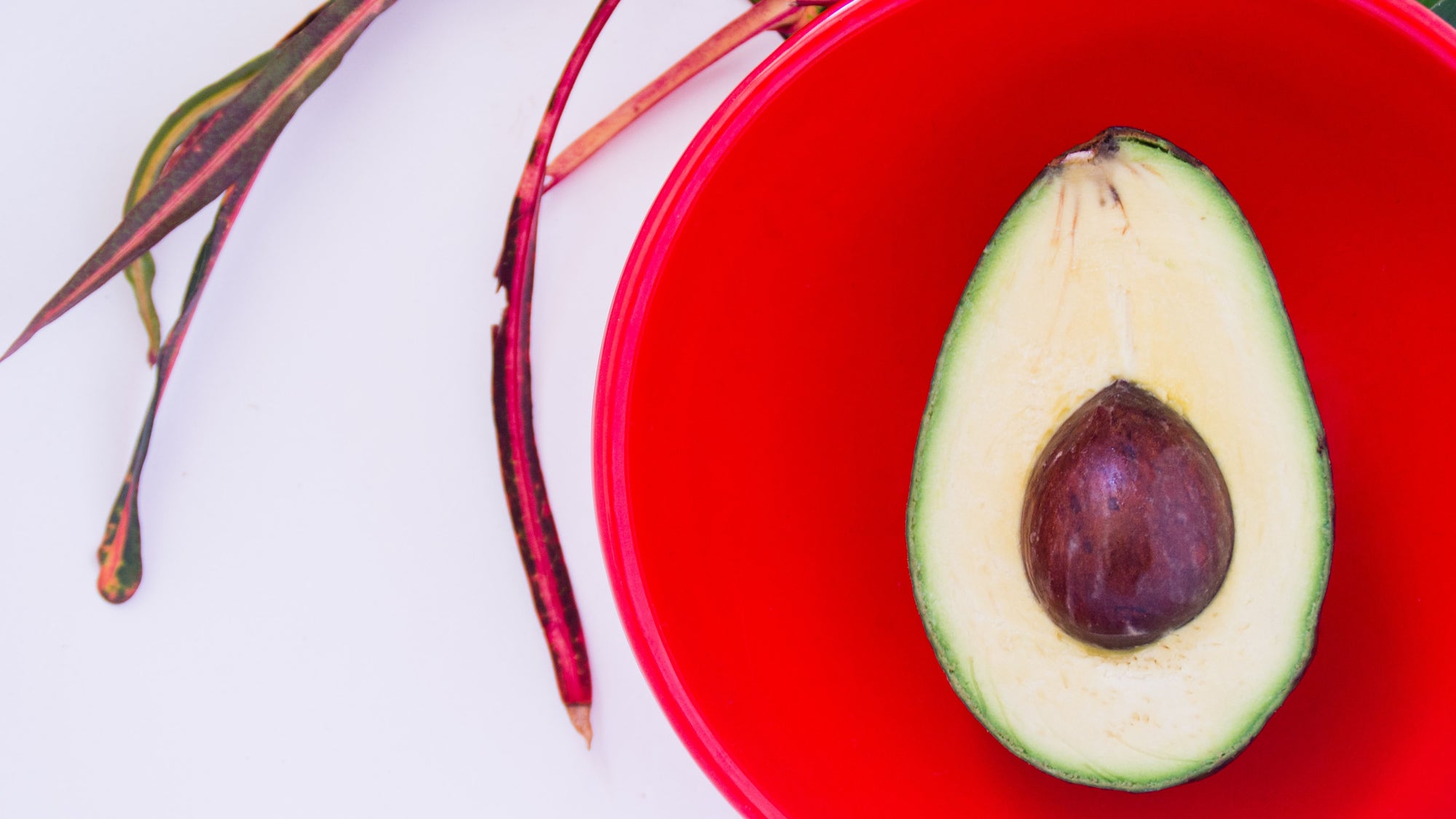 avocado fats